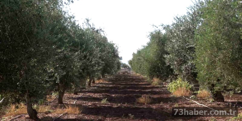 Don Şırnak'ı Ağlattı: Zeytin Hasadı Tehlikede!