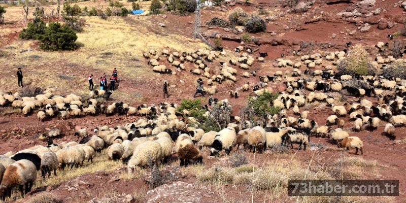 Şırnak'ta 342 Bin Hayvana Sağlık Taraması