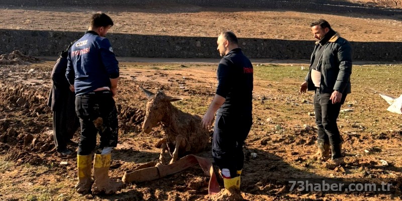 Şırnak'ta Eşekler Kurtarıldı