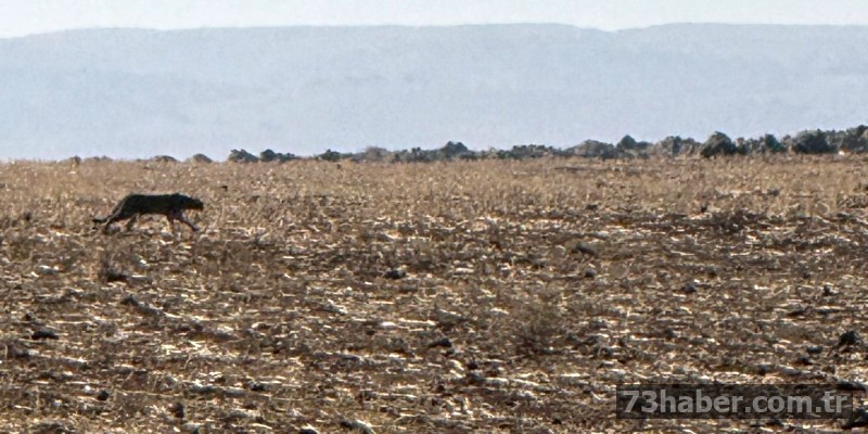Şırnak'ta 45 milyon TL ödenecek