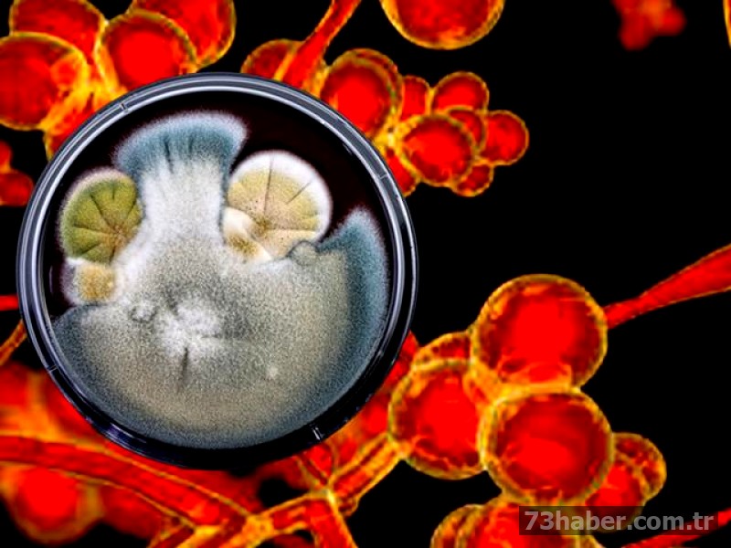 ABD alarm verdi 60 ülkede görüldü: İlaçlar bile çözüm olmuyor!