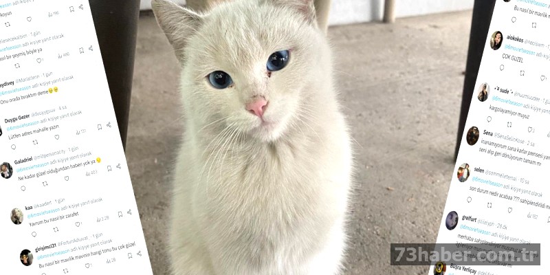 Şırnak'ın ünlü kedisi