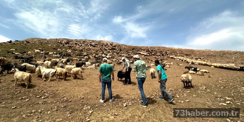 Şırnak'ta Hayvancılık Atılımı