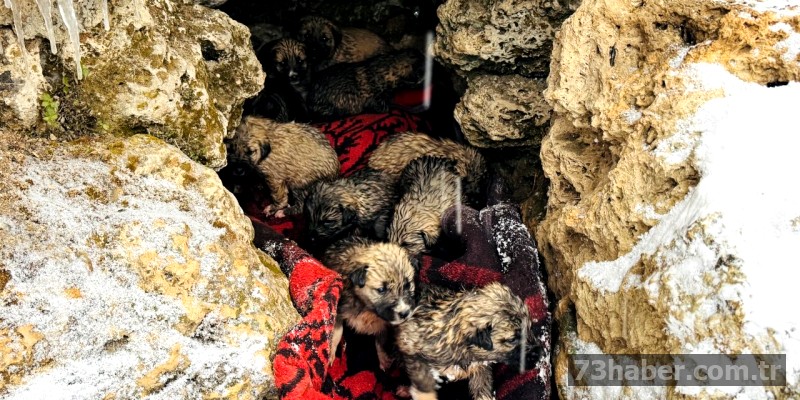 Köpek yavruları kurtarıldı