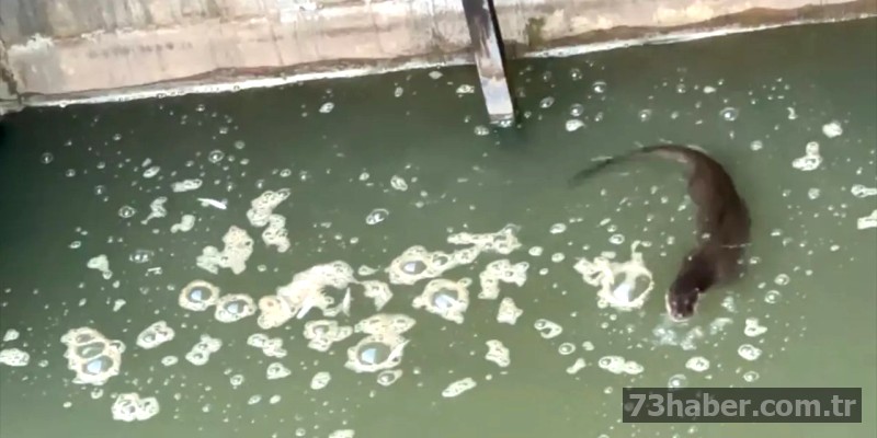 Nesli Tükenmekte Olan Görüntülendi