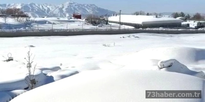 Köpek Sesleri Uykuyu Bozdu