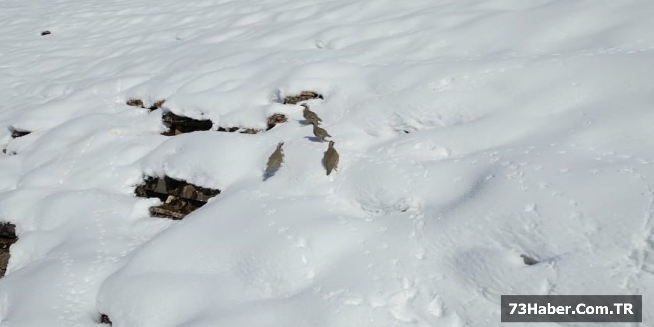 Şırnak'ta Keklikler Açlık İsyanı