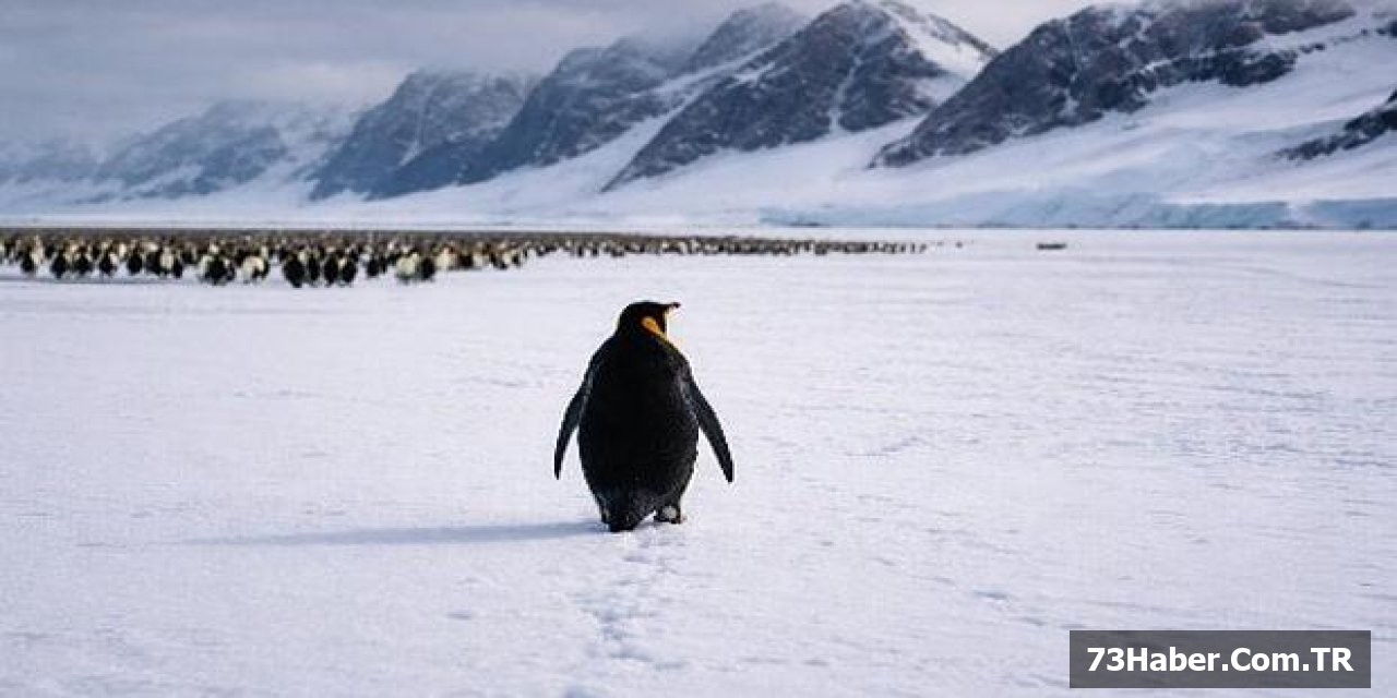 Şırnak'ta Penguen Devrimi!