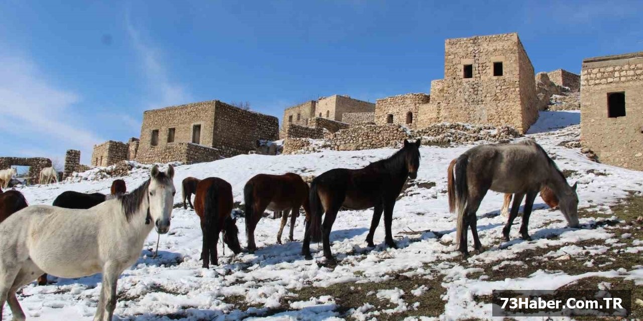 Gabar Dağı'nda Yılkı Atları