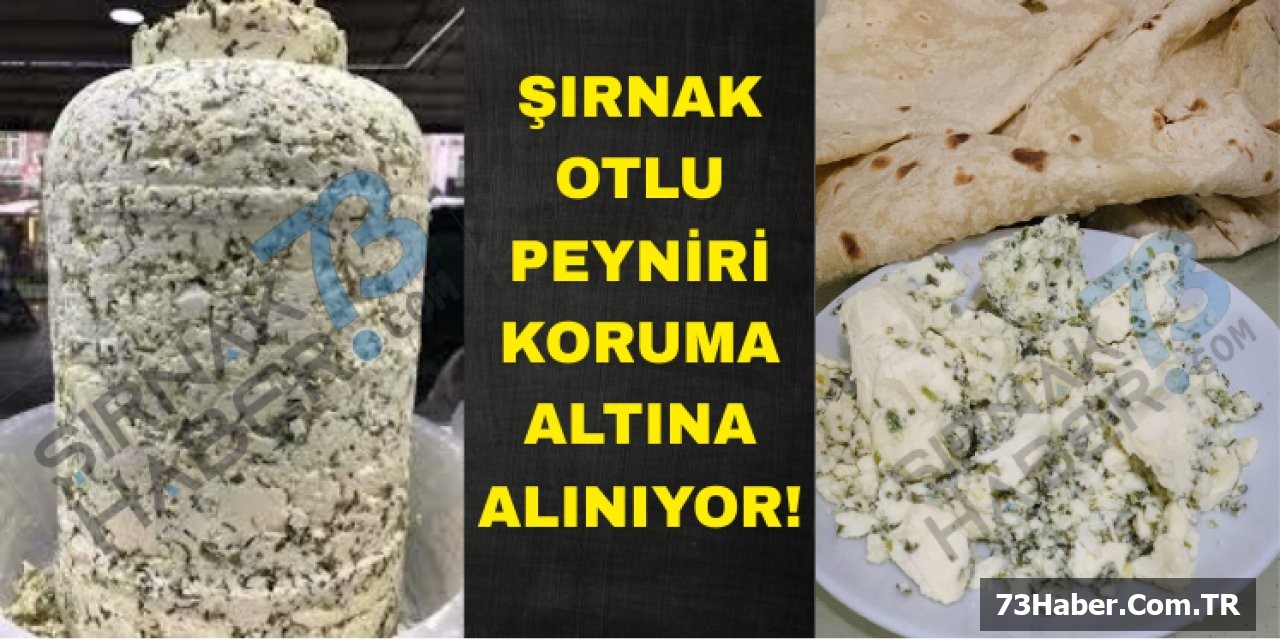 Şırnak Peyniri Dünya Pazarına Açılıyor