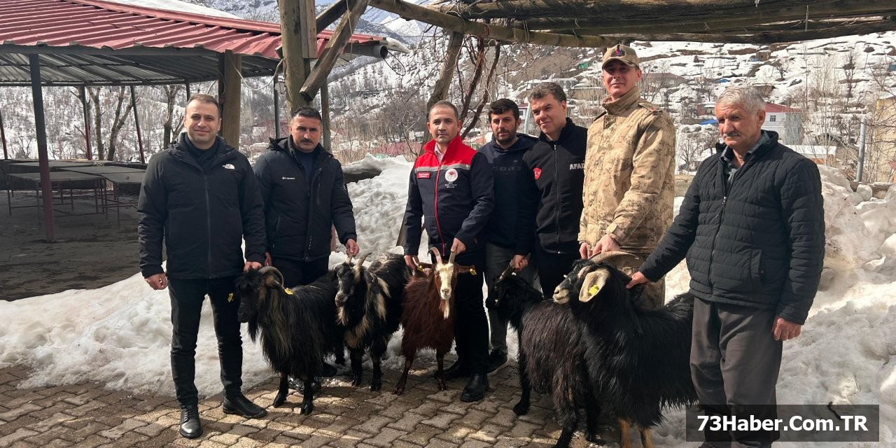 Şırnak'ta Kaya Düşmesi: 20 Hayvan Telef Oldu