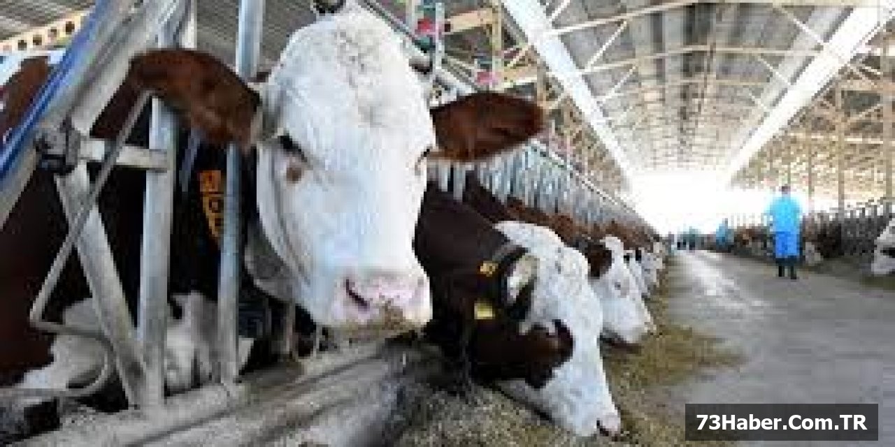 Şırnak'ta Büyükbaş Hayvan Sayısı Açıklandı!