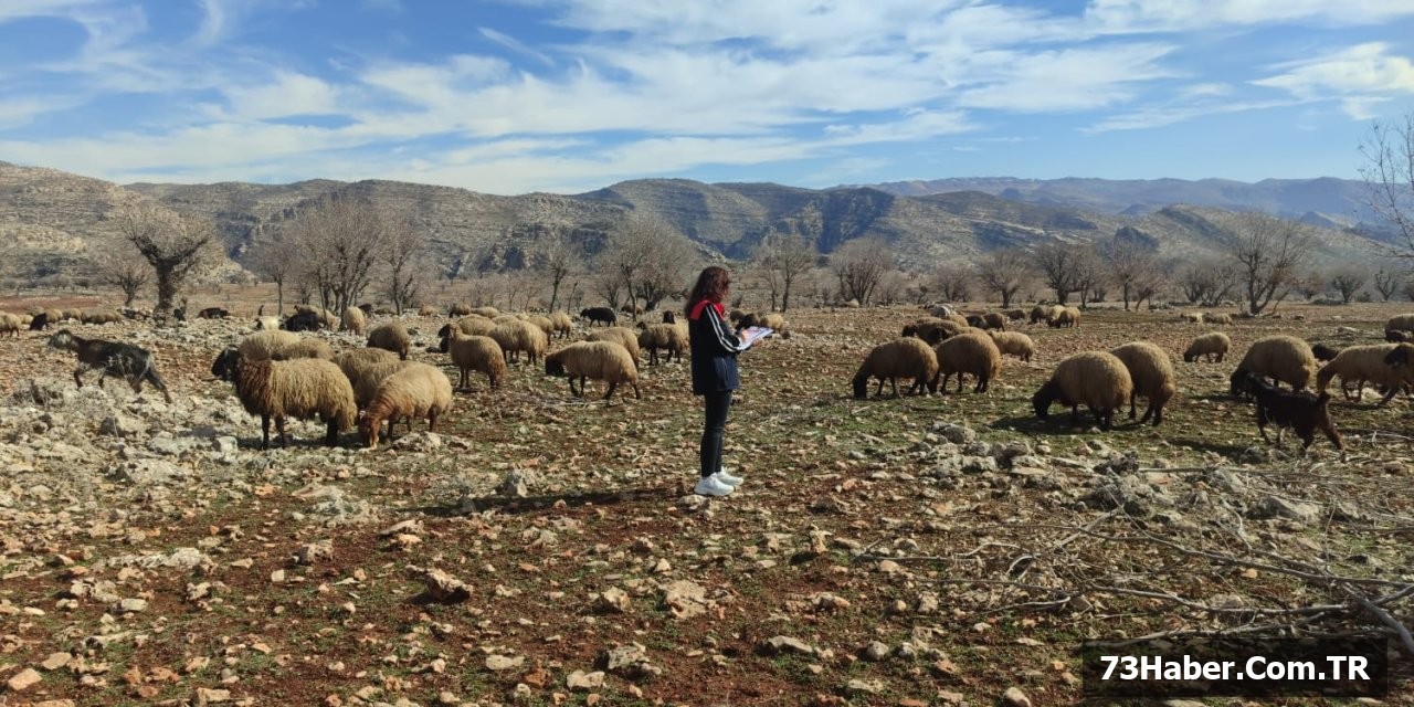 Şırnak'ta Mera Arazisi İnceleme!