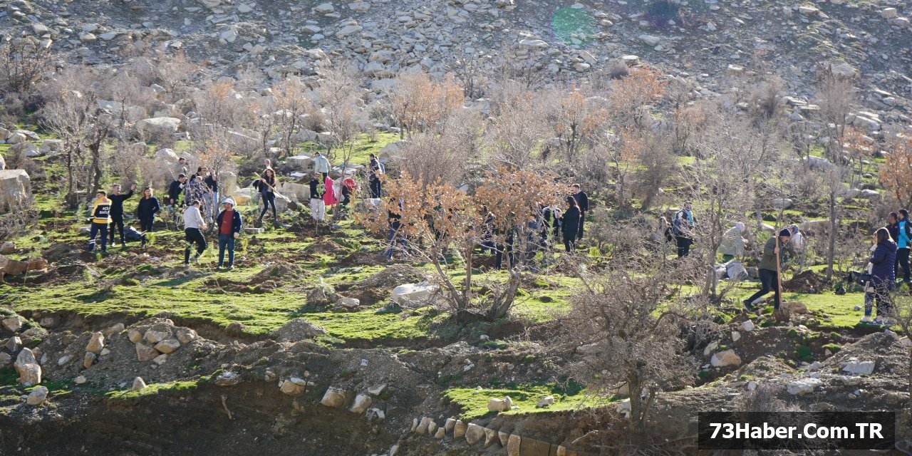 Cudi Dağı Yeşillendi!