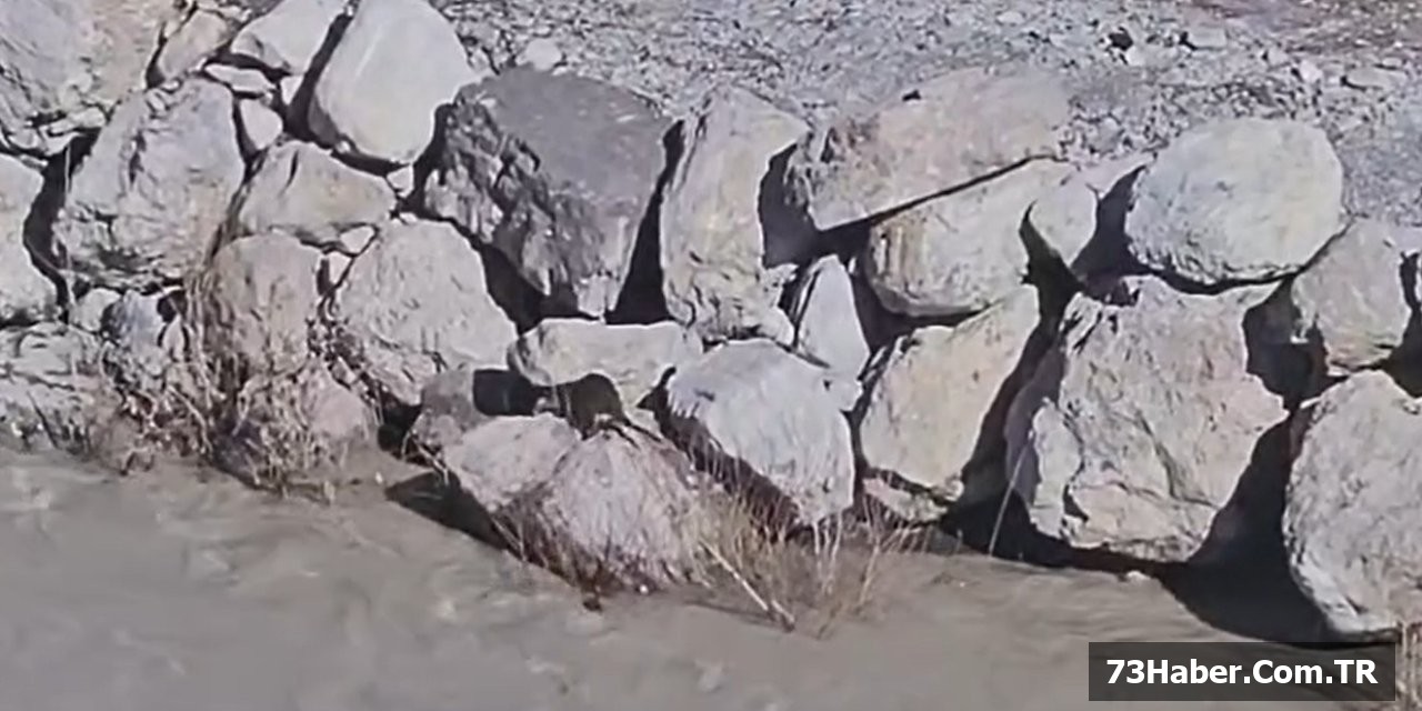 Şenoba'da Su Samuru