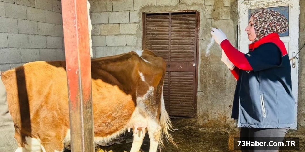 Şırnak'ta Şap Aşısı Kampanyası