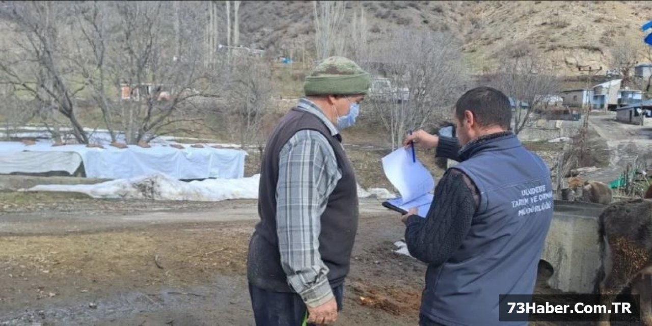 Uludere'de Buzağı Ölümlerini Azaltma Çalışması
