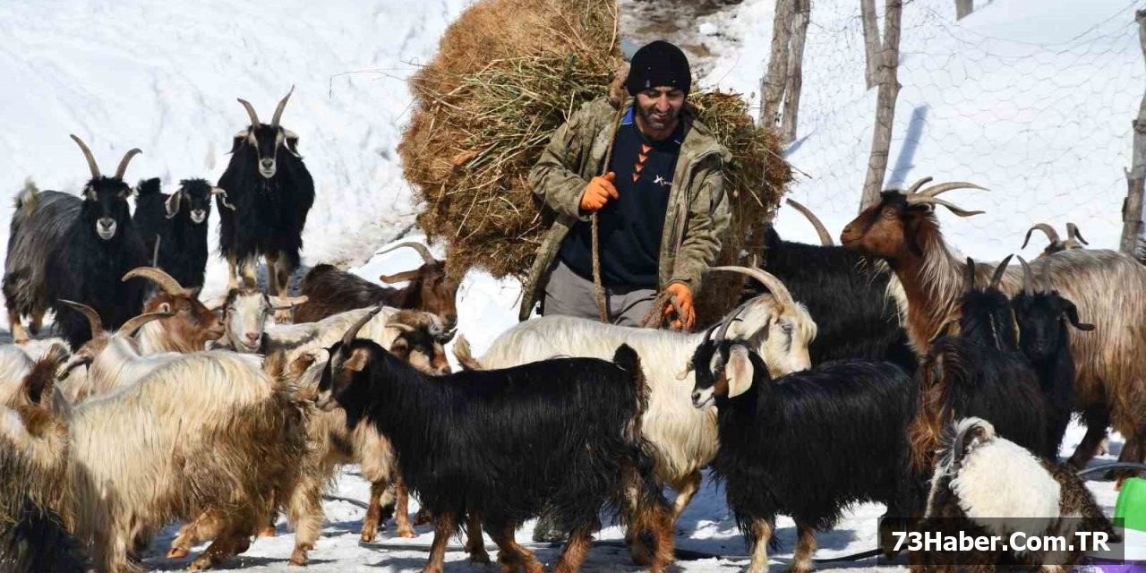 Şırnak'ta Keçi Besiciliği Yok Oluyor