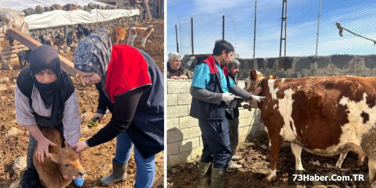 Şırnak'ta Hayvan Sağlığı Çalışması