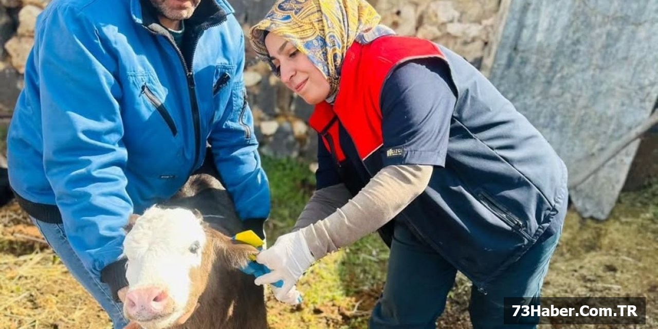 İdil'de Büyükbaş Hayvanlara Korunma