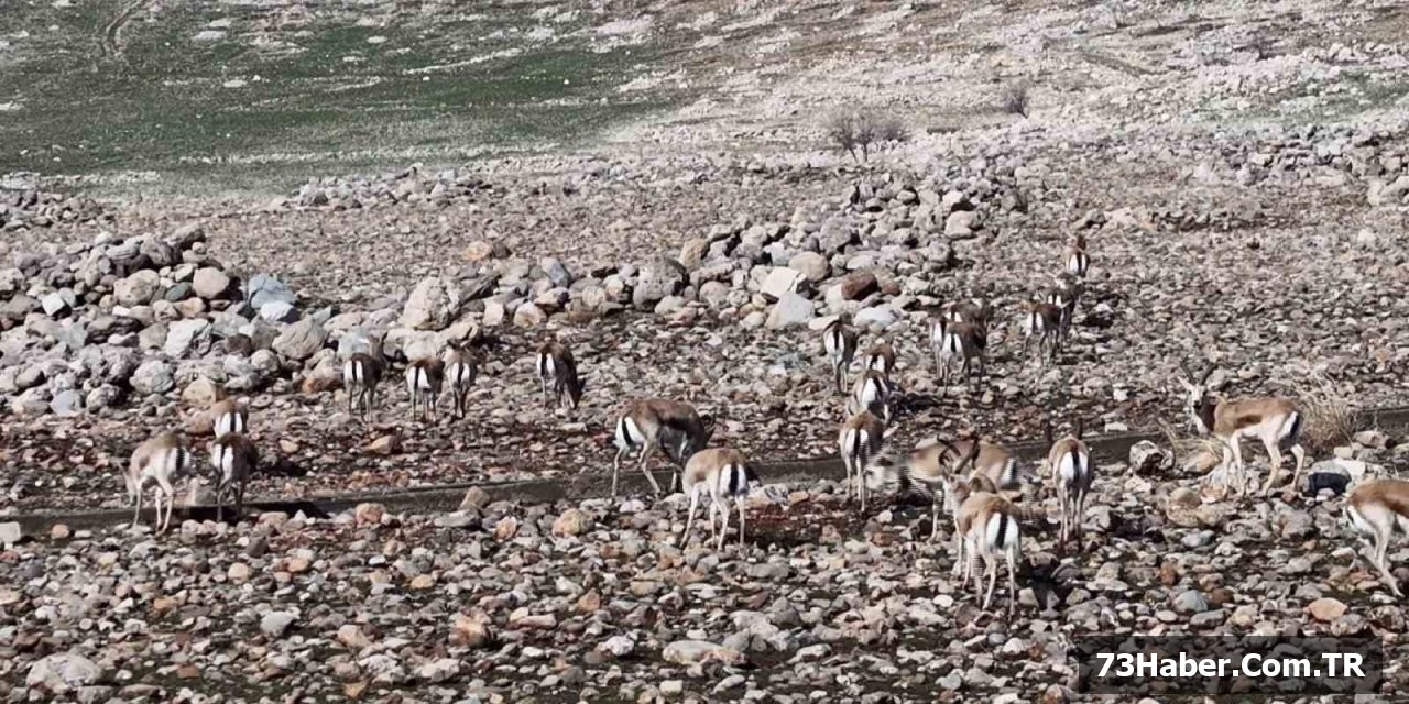 Cudi Dağı'nda Ceylan Sürüsü