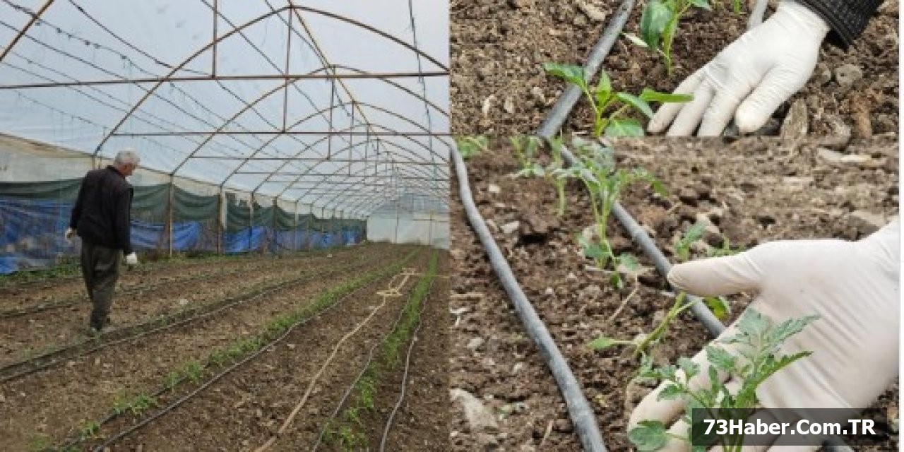 Şırnak'ta Sera Sezonu