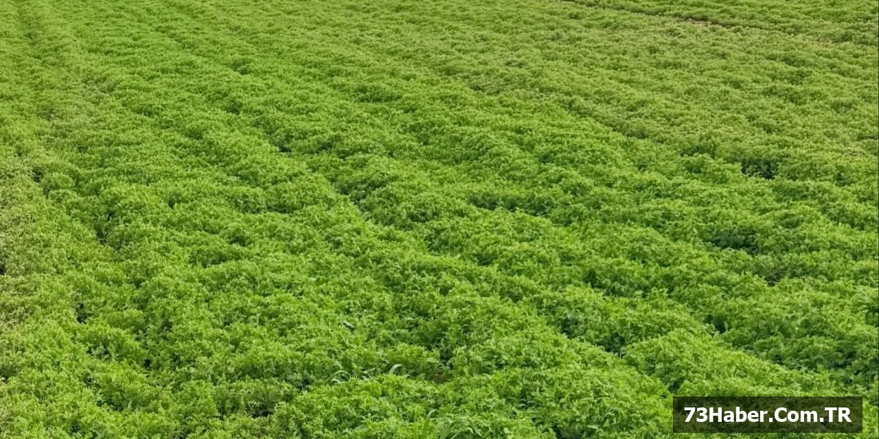 Silopi'de Arazi Kontrolleri Sürüyor
