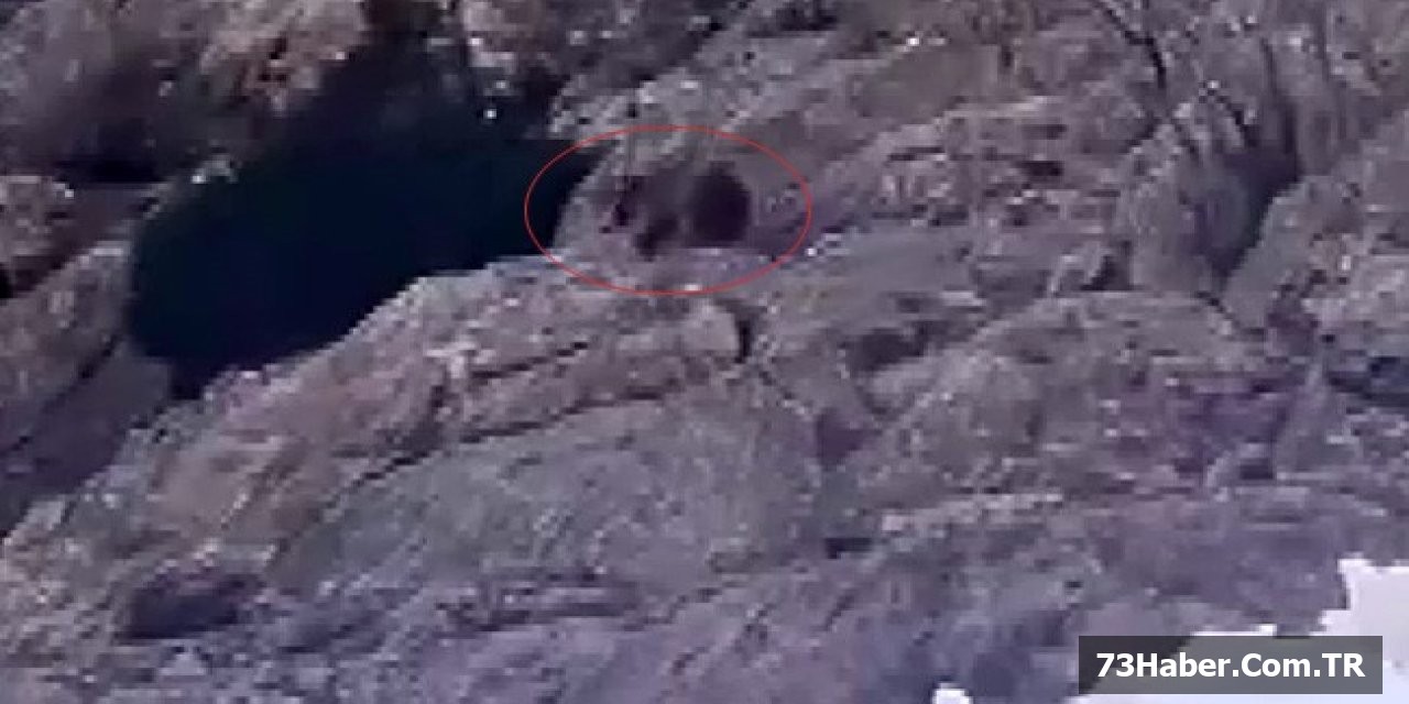 Ayı Uyanmış, Karı Yırttı