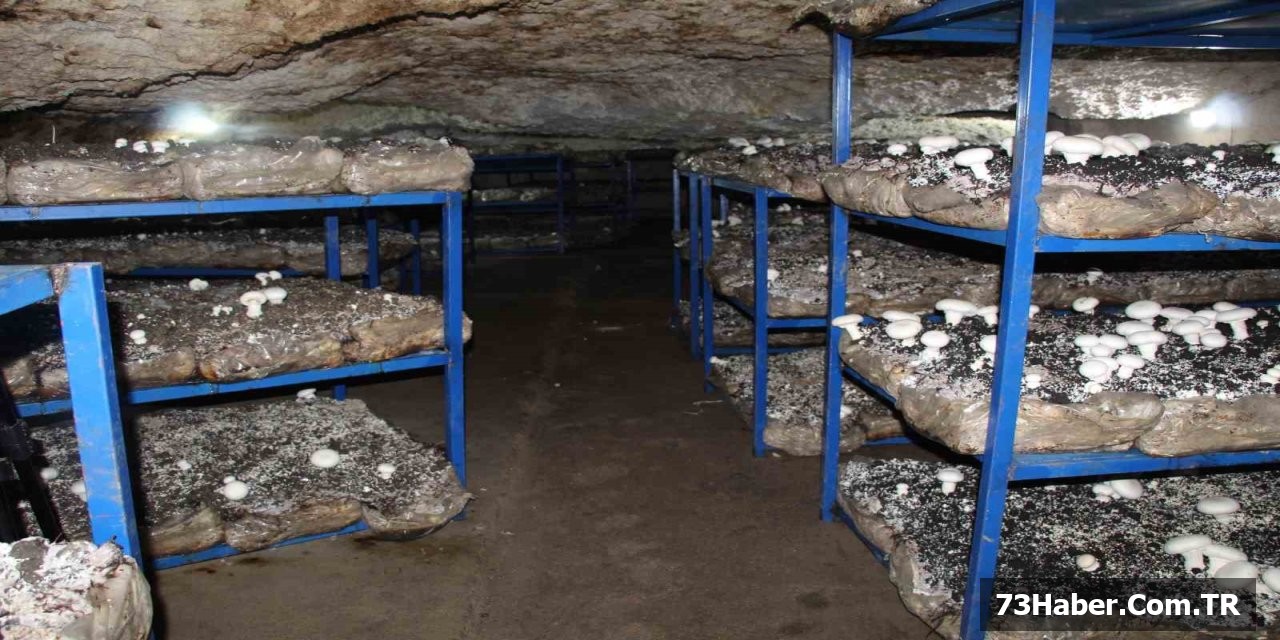 "Tarihi Mağarada Mantar Devrimi"