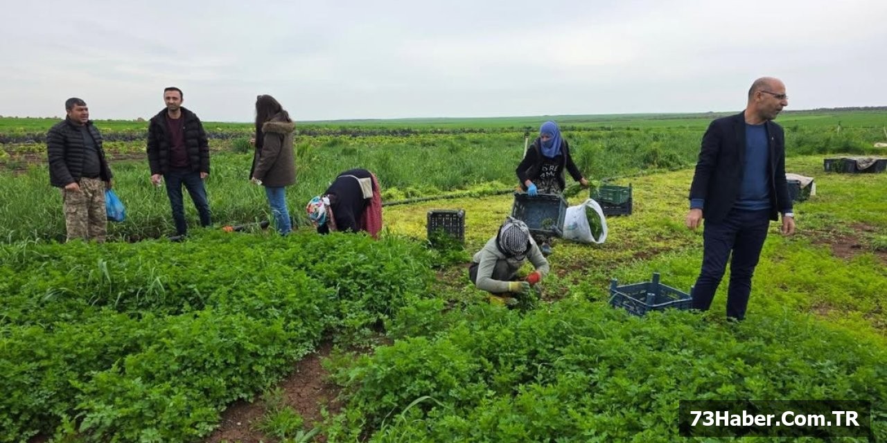 İdil'de Tarım Devrimi