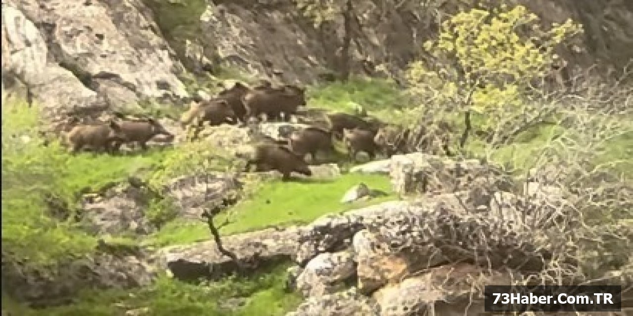 Domuz Sürüsü İdil'i İşgal Etti