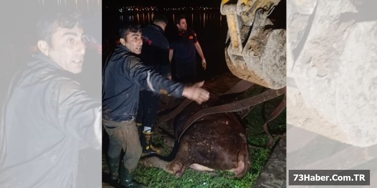İnek Dicle'den Kurtarıldı