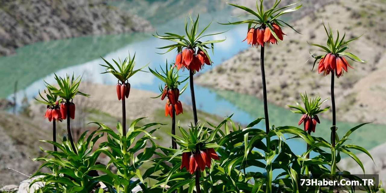 Şırnak'ta Ters Laleler Çiçek Açtı