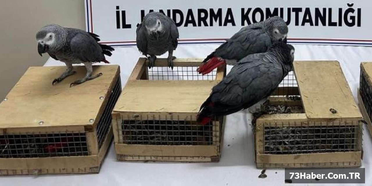 Irak'tan Kaçak Getirildi, 75 Bin TL Ceza