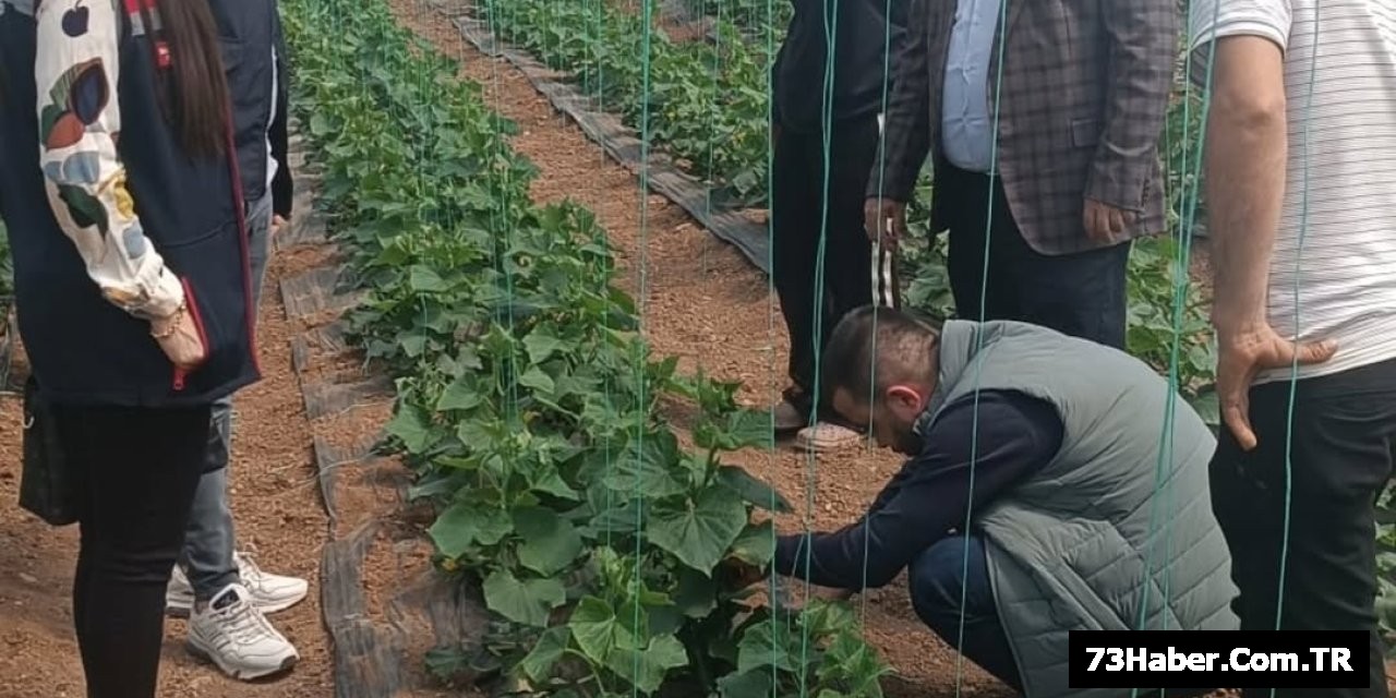 Silopi'de Sera İncelemesi