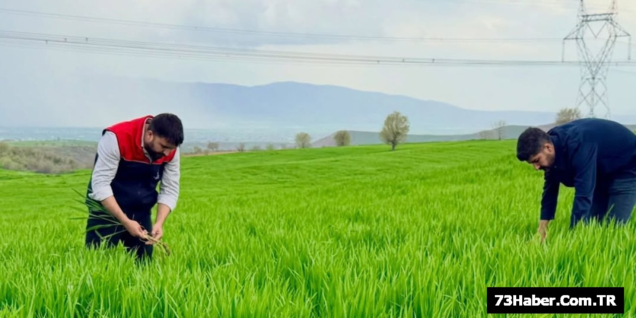 Silopi'de Tarlalar Gözleniyor