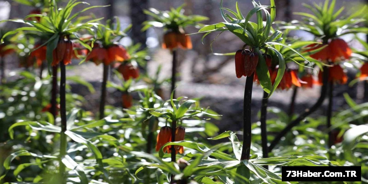 Şırnak'ta 'Ters Lale' Şöleni