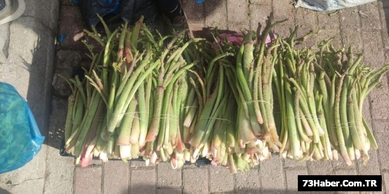 Şırnak'ta Uçkun Seferberliği