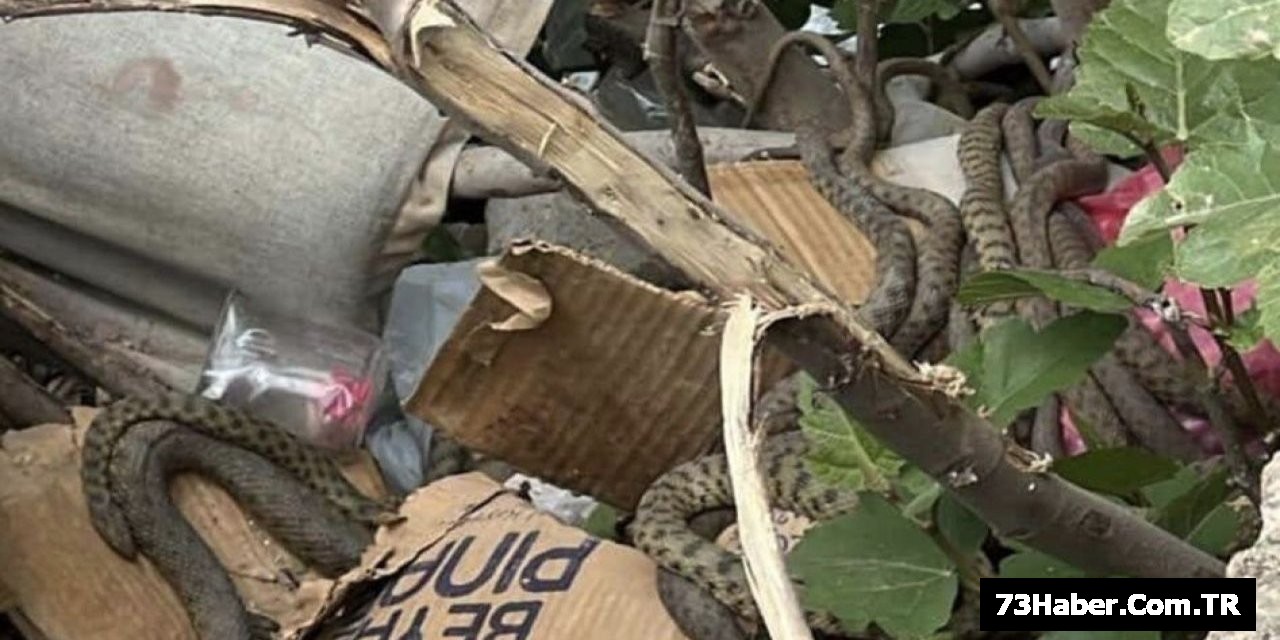 Yılan Istilası: Şırnak'a Komşu İlde Korku