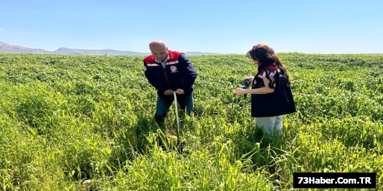 Silopi'de Hayvancılık Devrimi