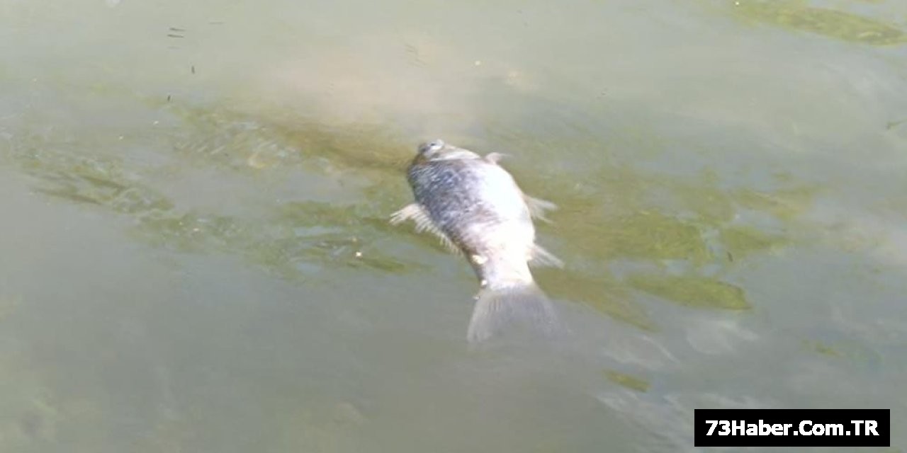 Şırnak'ta Balık Kitlesi Ölümleri