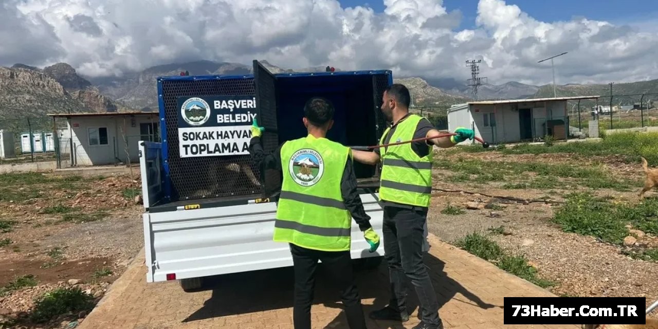 Şırnak'ta Köpek Operasyonu