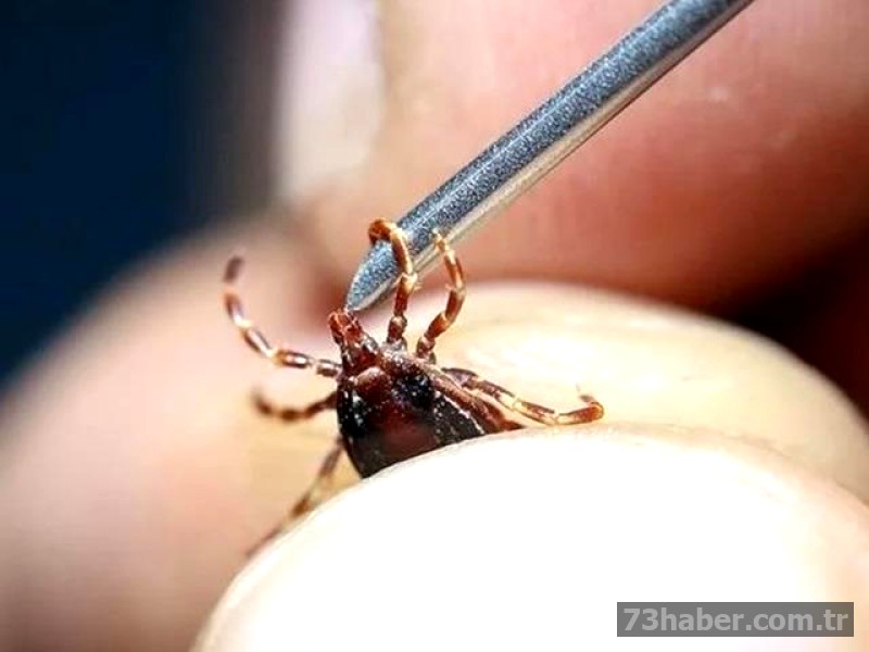 Korkulan Hastalık Yayılıyor