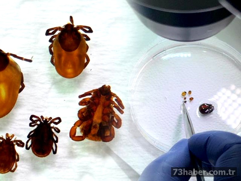 Keneler saldırıyor