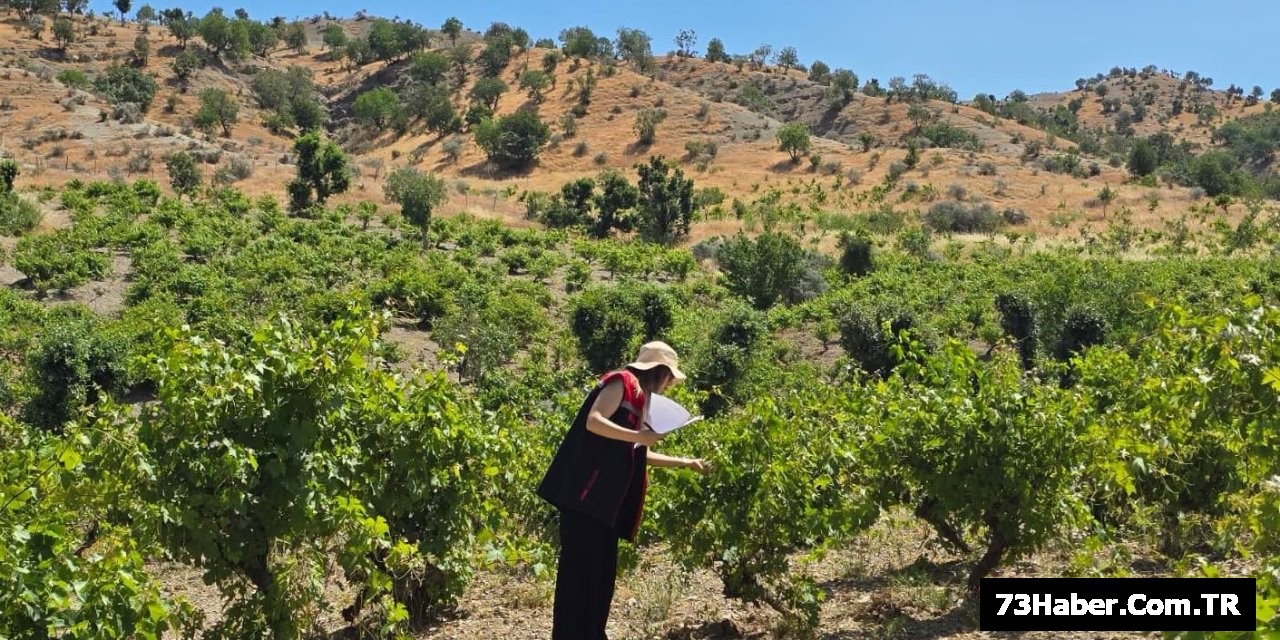 Şırnak'ta Tarımsal Sürvey