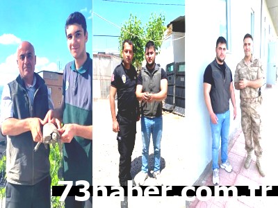 Şırnak'ta Üç Can Kurtarıldı: Yaralı Yaban Hayvanlarına Şefkat Eli!