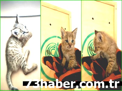 Şırnak'ta Kahraman Askerler, Minik Saz Kedisini Hayata Döndürdü!
