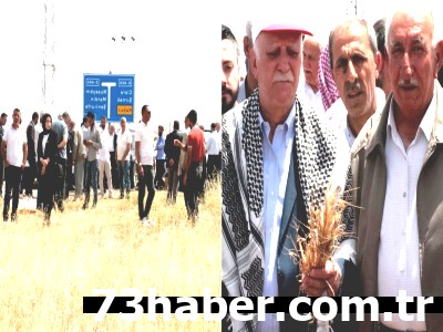 Şırnak'ta Çiftçinin Feryadı: Kuraklık Ürünleri Yok Etti!