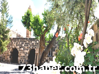 Şırnak'ın Yaşayan Çınarı: 402 Yıllık Dut Ağacı Hikayesi!
