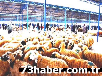 Şırnak'ta Kurban Bayramı Hazırlığı Tamam: Satış ve Kesim Noktaları Açıklandı!